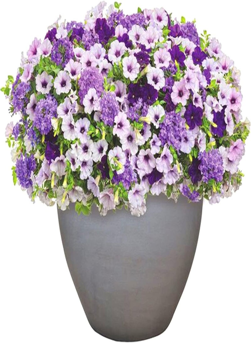 GGOOT Morning Glory Seeds Petunia Graceful Posture Flowers Strong Decorations Strange Flower-100 pcs - Image 1