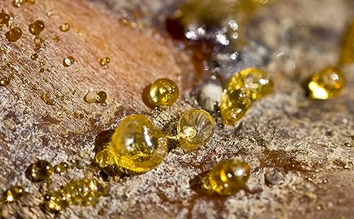 Aroma Depot Indian Frankincense 100% Pure Natural Gum Organic Aromatic Tear Rock Incense Tree Sap Olibanum Bulk Boswellia Serrata (4 Ounce) - Image 3