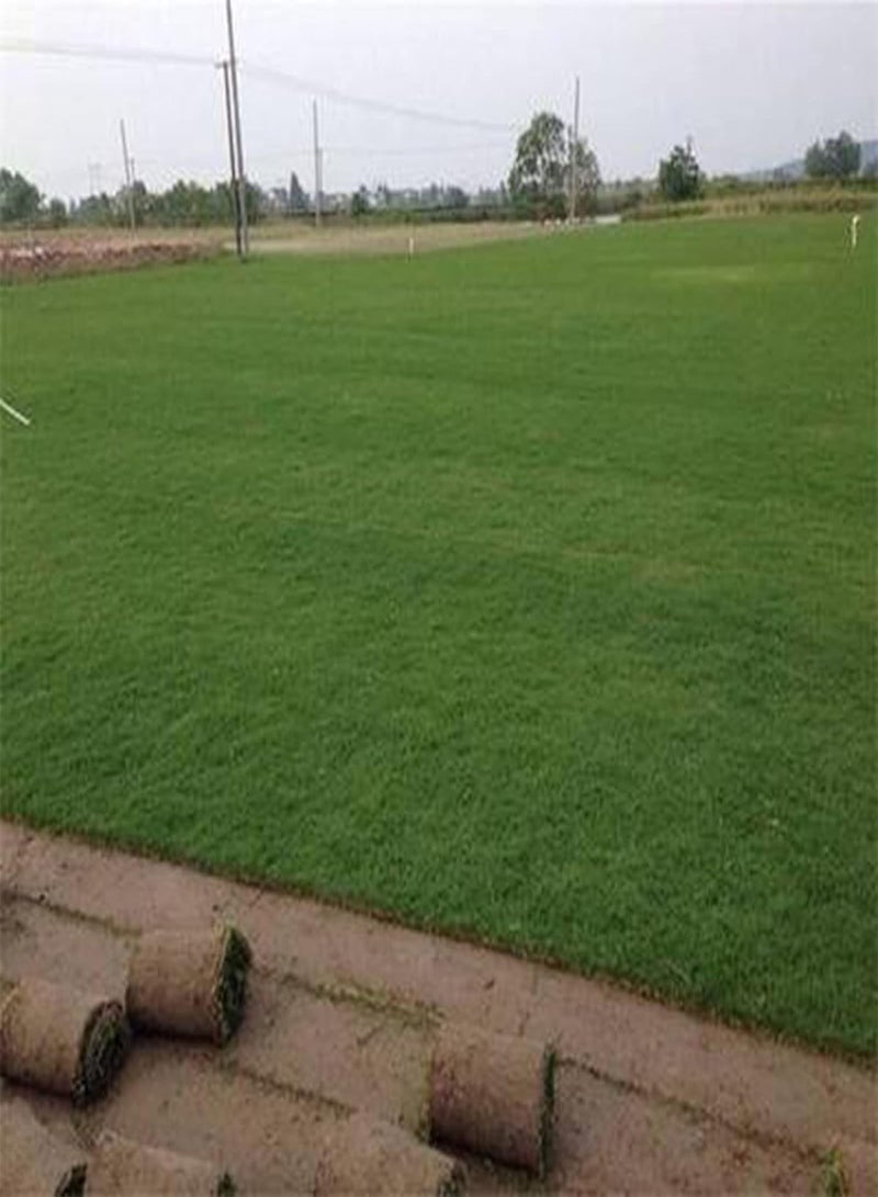GGOOT 100Pcs/Bag Bermuda Grass Seeds for Planting, Evergreen Persistent Green Cynodon Dactylon Seeds for Yard Cynodon dactylon Seeds - Image 3