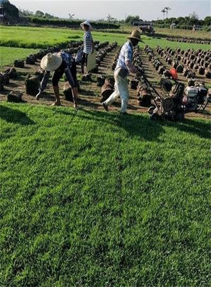 GGOOT 100Pcs/Bag Bermuda Grass Seeds for Planting, Evergreen Persistent Green Cynodon Dactylon Seeds for Yard Cynodon dactylon Seeds - Image 2