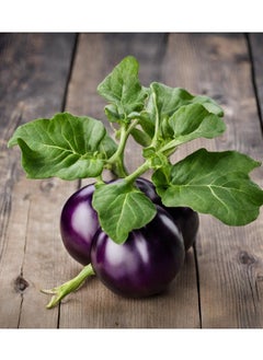 GROW Big-Eggplant seeds al-fajr  - Image 1