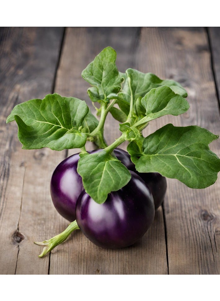 GROW Big-Eggplant seeds al-fajr  - Image 1