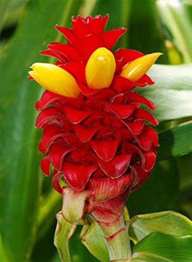 جي جوت بذور طازجة 100 قطعة بذور زهرة الكركم للزراعة باللون الأحمر