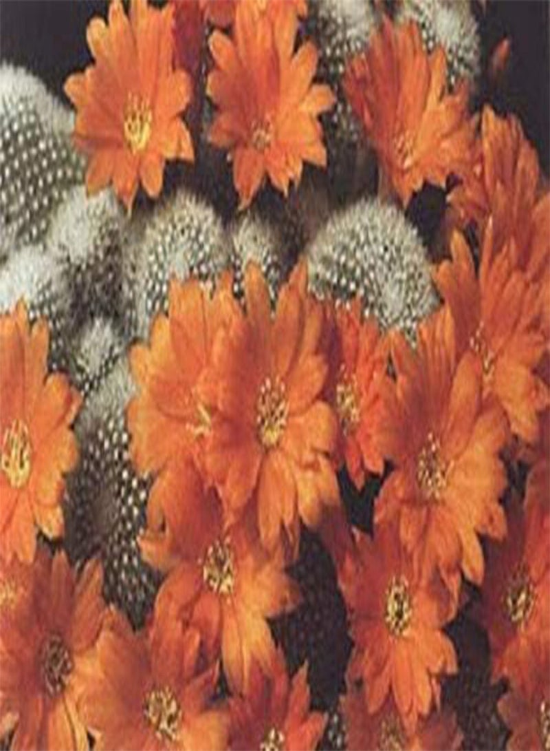 GGOOT Rebutia Muscula Exotic Rare Cactus globular Flowering Cacti Seed semi 100 Seeds