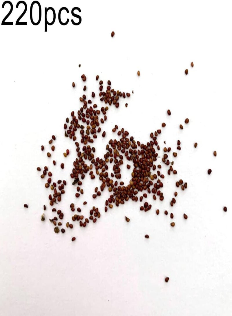 GGOOT 220Pcs Pink Strawberry Fruits Seeds Pack | Bonsai Fruit Plant Seedlings for Garden Backyard Decor Seeds 1size - Image 2