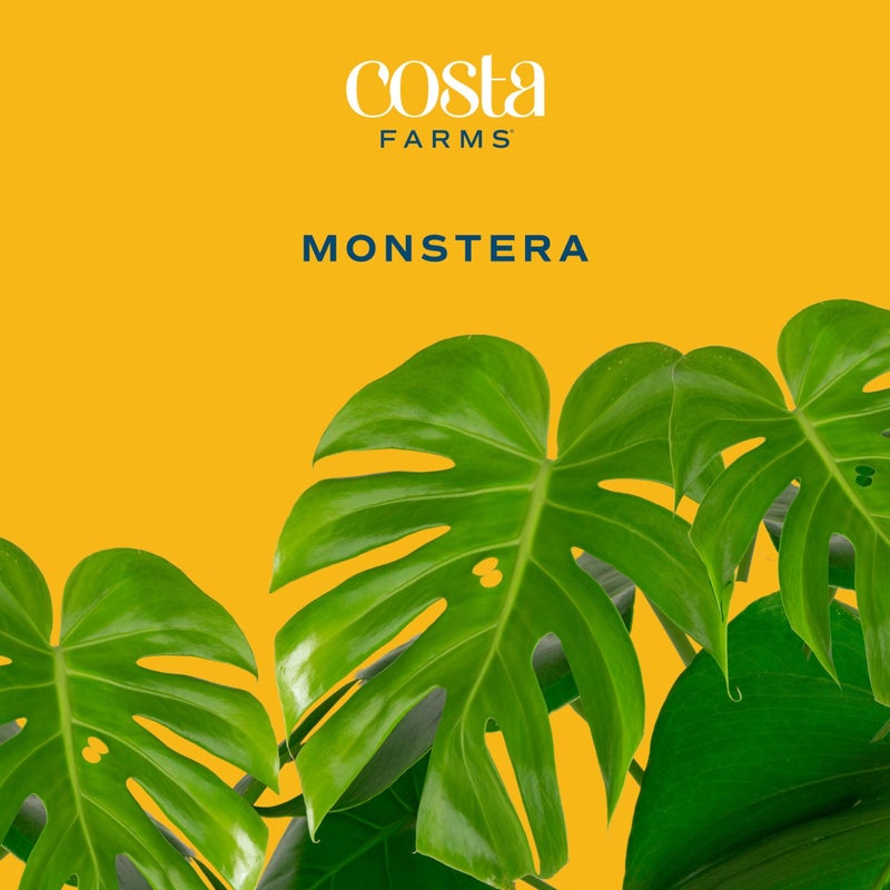 Costa Farms نبات مونستيرا من كوستا فارمز، نبات الجبن السويسري الحي في وعاء زينة، نبات داخلي كبير، مثالي للديكور في المنزل أو الغرفة أو المكتب، هدية رائعة لبيت جديد أو عيد ميلاد، ارتفاعه 2-3 أقدام - Image 3