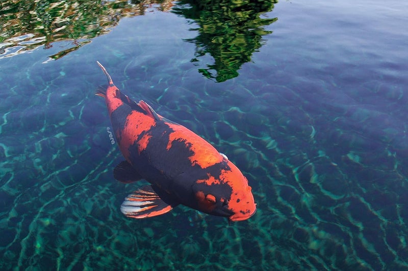 Sera Koi Color Large Fish Food - 3.800 ml (2.2 lb) for Large Koi - Image 2