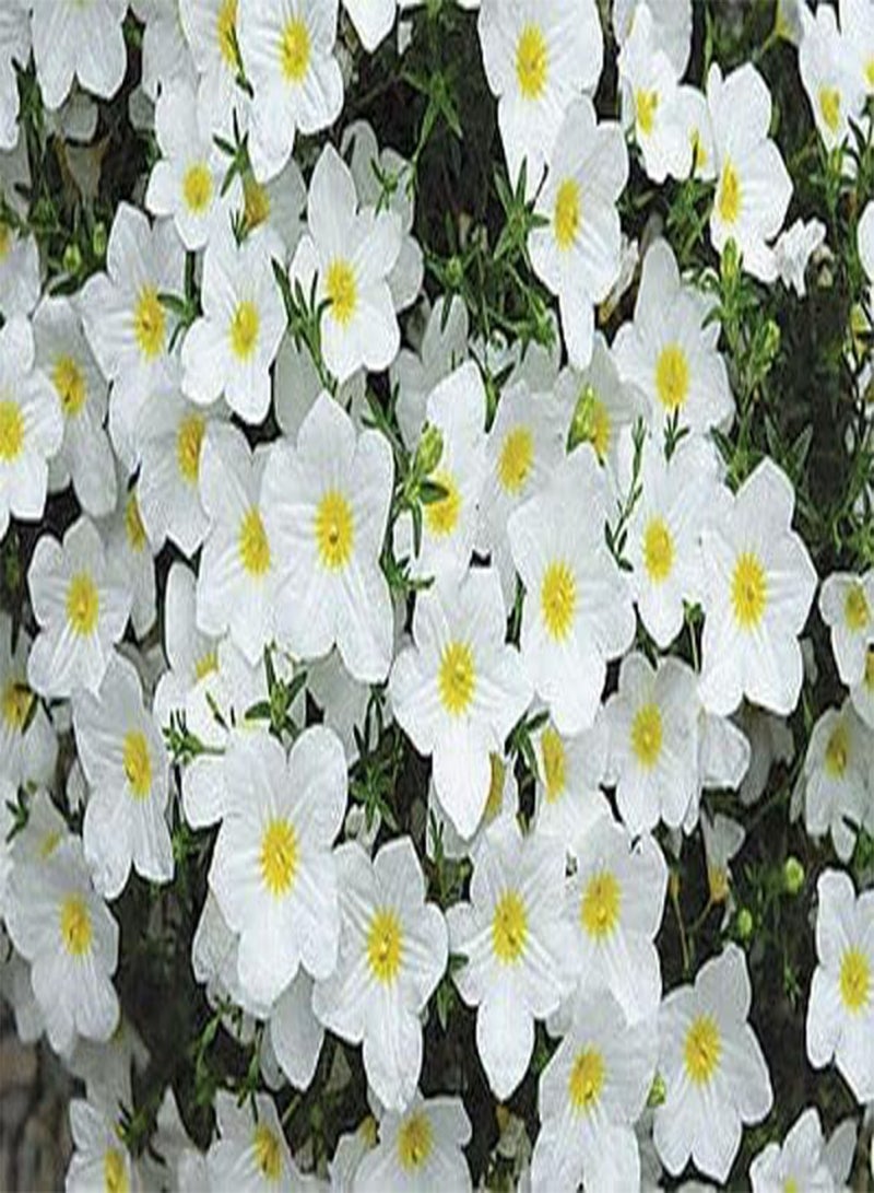 GGOOT CUPFLOWER - 650 Seeds - White Robe - Nierembergia hippomanica - Hanging Baskets - NPWS