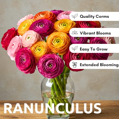 CZ Grain Ranunculus Mix Color Bulbs for Planting – 20 Healthy Bulbs, Vibrant Multi-Color Flowers, Perfect for Garden Beds, Containers, Borders, and Cut Flower Bouquets - Image 5