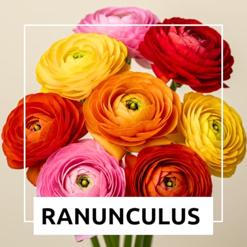 CZ Grain Ranunculus Mix Color Bulbs for Planting – 20 Healthy Bulbs, Vibrant Multi-Color Flowers, Perfect for Garden Beds, Containers, Borders, and Cut Flower Bouquets - Image 3