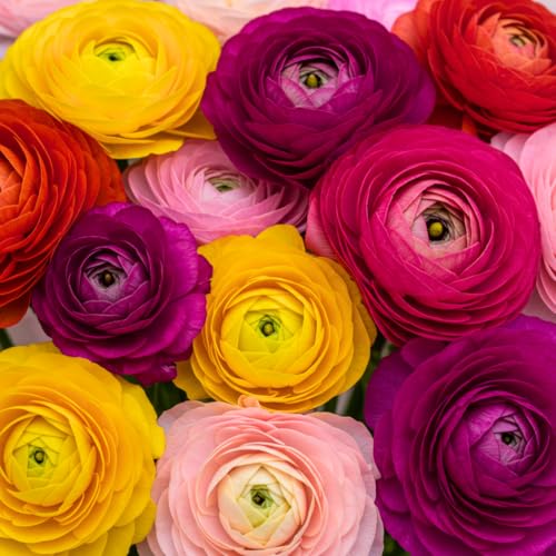 CZ Grain Ranunculus Mix Color Bulbs for Planting – 20 Healthy Bulbs, Vibrant Multi-Color Flowers, Perfect for Garden Beds, Containers, Borders, and Cut Flower Bouquets - Image 1