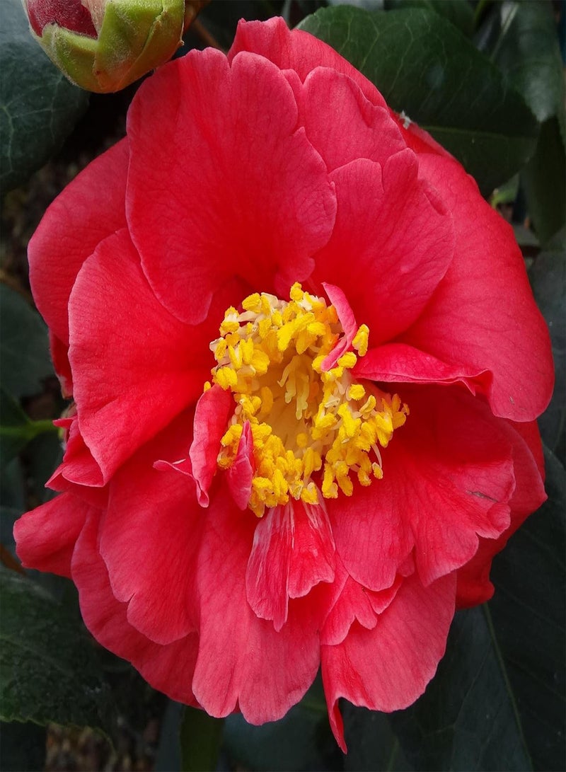 GGOOT Camellia Japonica 'Guilio Nuccio' Evergreen Hardy Shrub Pink Semi Double Blooms RHS AGM Easy to Grow Your Own Outdoor Garden Flower Plants 1x 1.5 Litre Potted Plant by seeds (1)