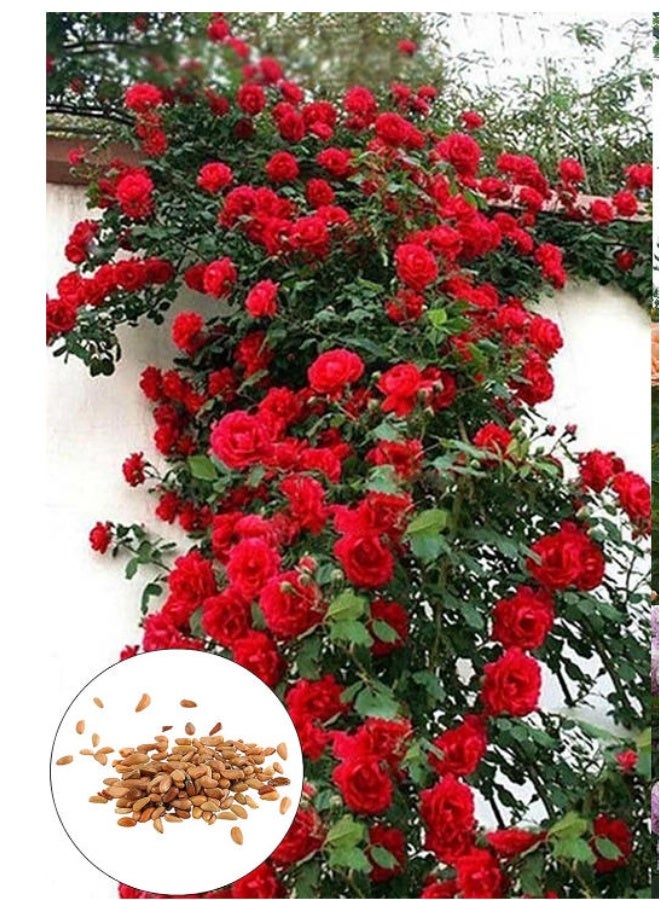 500 Climbing Rose Seeds Red Rose Seed  for Planting Outdoors Garden Fences,Pergolas & Trellises,Long-Blooming Vine - Image 2
