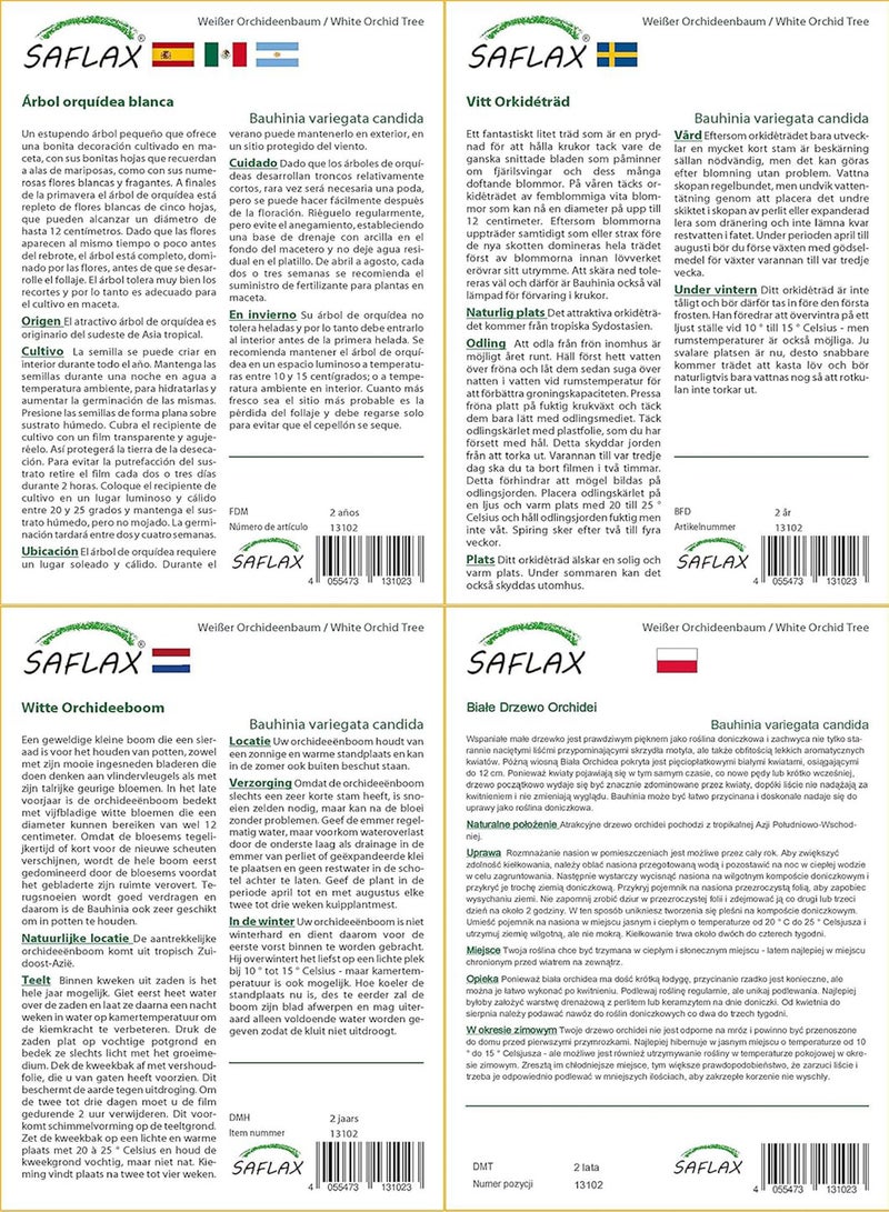 GGOOT Gift Set - White Orchid Tree - 5 Seeds - Bauhinia variegata Candida - Image 4