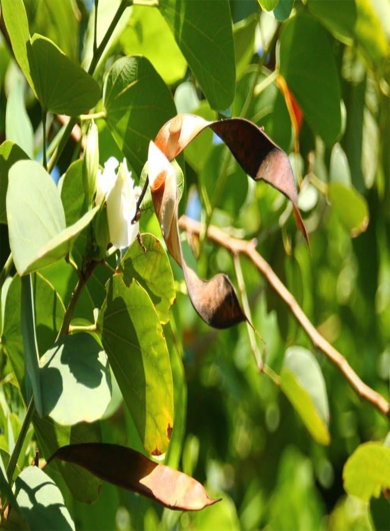 GGOOT Gift Set - White Orchid Tree - 5 Seeds - Bauhinia variegata Candida - Image 5