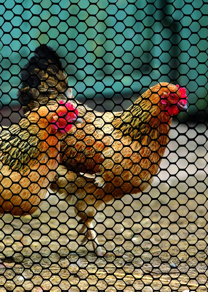 Tenax 72120548 Poultry Fence, 2' x 25', Black - Image 2