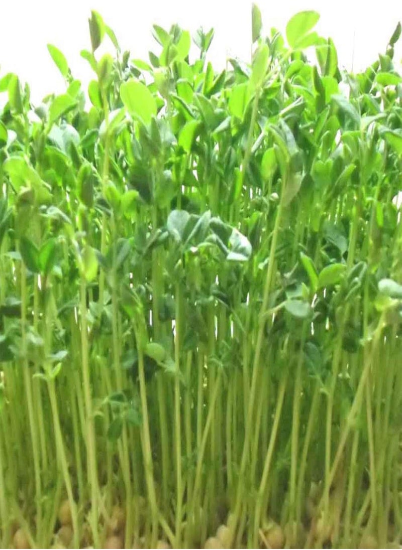 200Pcs Nutritious Watercress Seeds Easy Grow Garden Bonsai Vegetable Plants - Watercress Seeds - Flower Seeds Vegetable Seeds Fruit Seeds Garden Plant Seeds - pzsku/Z4DCE4F5BE2F5428981FBZ/45/_/1733997506/420b62ed-e459-4196-90c9-2a49fca1b419