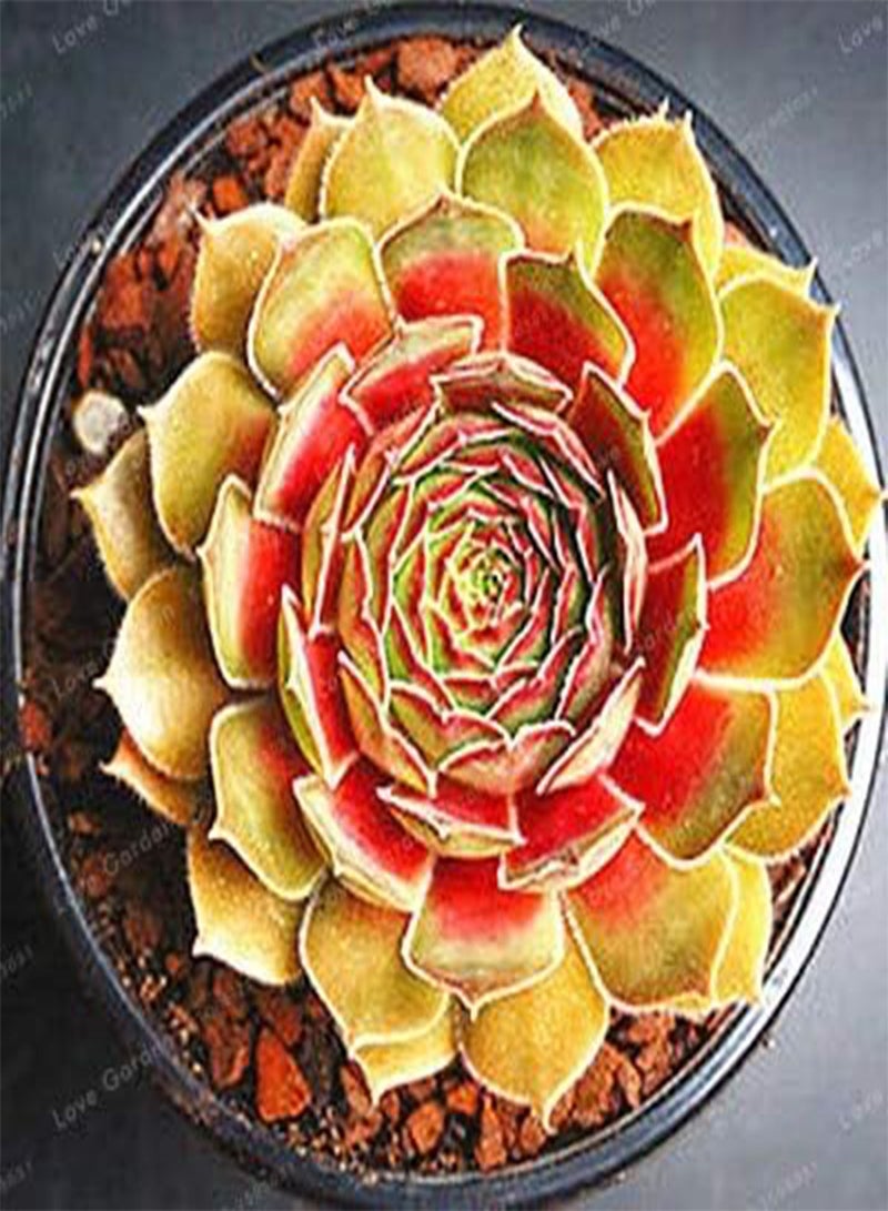 GGOOT New 100 pcs Succulent Sempervivum Plant Seeds for Gardening Maroon - Image 4