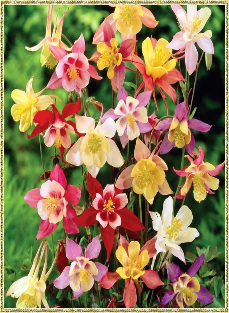 GGOOT Columbine Aquilegia Mix (Granny's Bonnet) Seeds Flowers for Planting Non GMO 10 Seeds - Image 5