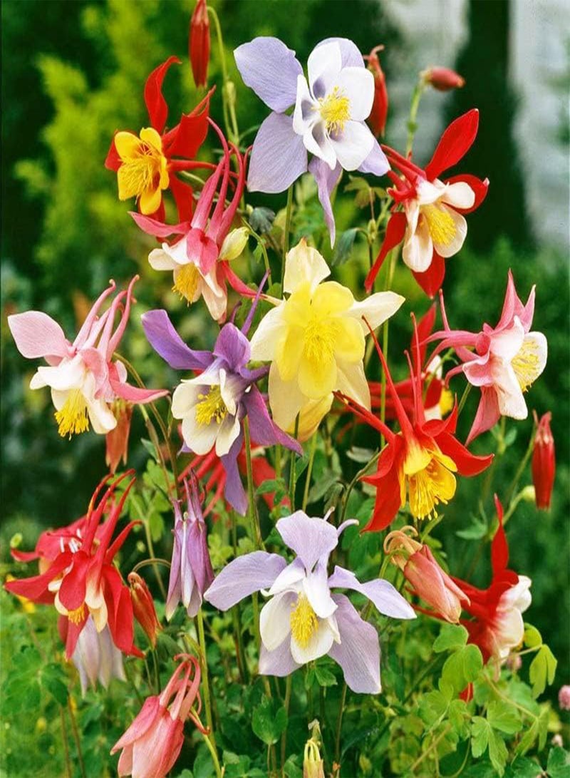 GGOOT Columbine Aquilegia Mix (Granny's Bonnet) Seeds Flowers for Planting Non GMO 10 Seeds - Image 4