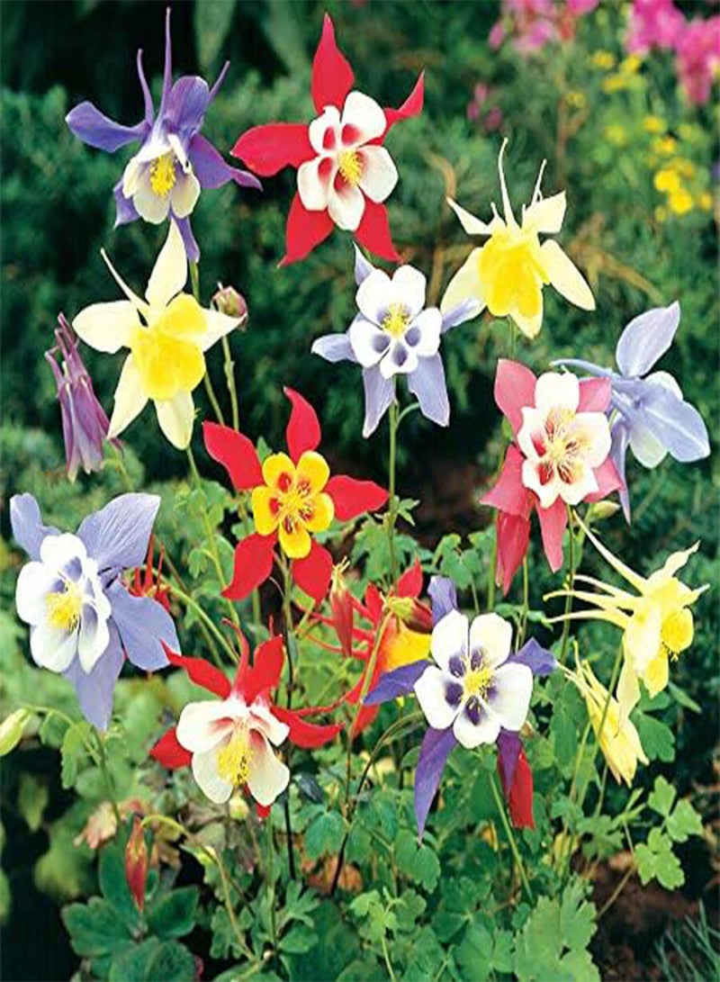 GGOOT Columbine Aquilegia Mix (Granny's Bonnet) Seeds Flowers for Planting Non GMO 10 Seeds - Image 3