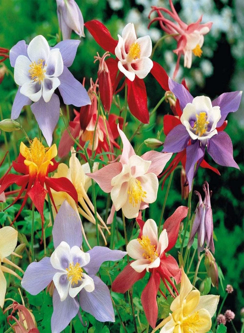 GGOOT Columbine Aquilegia Mix (Granny's Bonnet) Seeds Flowers for Planting Non GMO 10 Seeds - Image 1