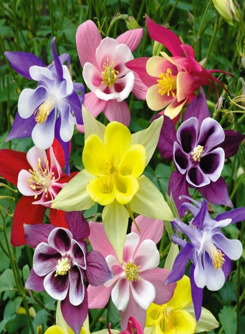 GGOOT Columbine Aquilegia Mix (Granny's Bonnet) Seeds Flowers for Planting Non GMO 10 Seeds - Image 2