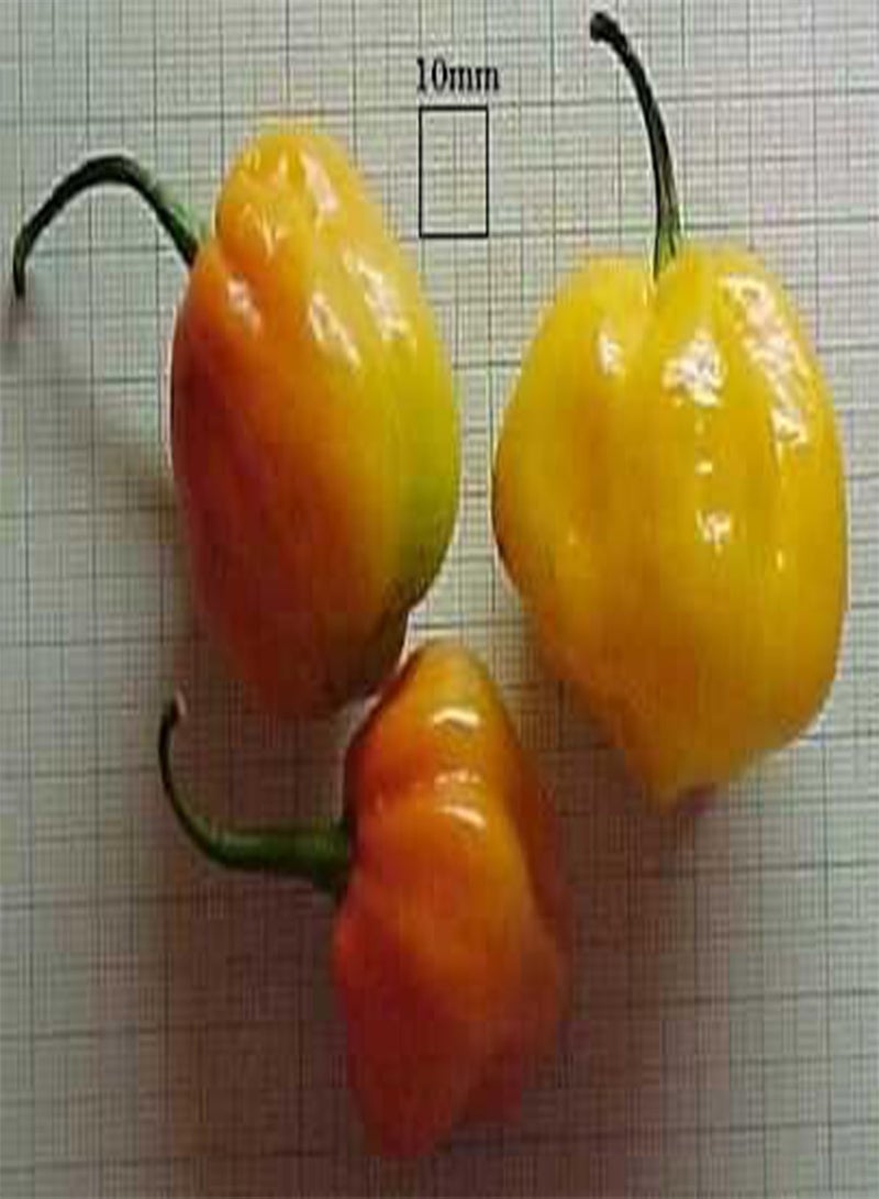 GGOOT Pepper Hot Scotch Bonnet Jamaican Yellow 100 Seeds