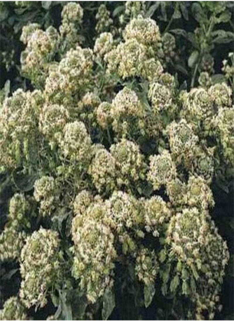 GGOOT Mignonette Machet (Reseda Odorata)- 100 Seeds  - Image 1