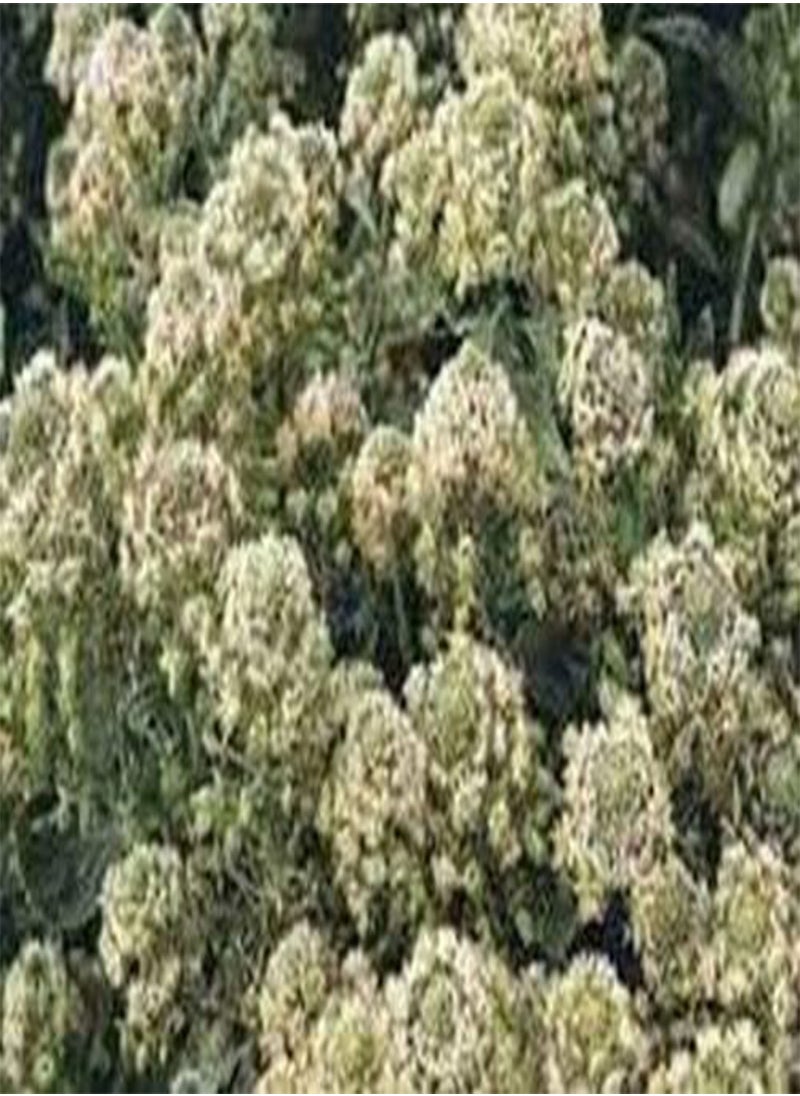 GGOOT Mignonette Machet (Reseda Odorata)- 100 Seeds  - Image 2