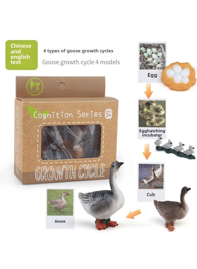 Realistic Simulation Animal Plant Models Toy Collection - Dinosaurs Dragons Unicorns Mermaids Sharks More-Color:PL127-2418 Goose Growth Cycle + Chinese Card + Color Box  - Image 1