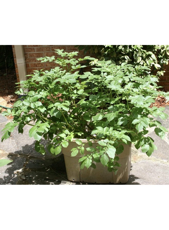 Gulf Perlite بيرلايت الخليج حبيبي عالي المسامية للزراعة في الأواني والنباتات في الحدائق - Image 4
