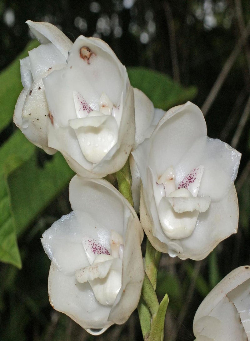 جي جوت بذور نباتات الزهور الخضراء للحديقة - كيس واحد من البذور، معدل بقاء مرتفع، نمو سريع، بذور صغيرة عالية الغلة من نبات بيريستيريا إلاتا هوك للحديقة - بذور بيريستيريا إلاتا هوك - Image 2