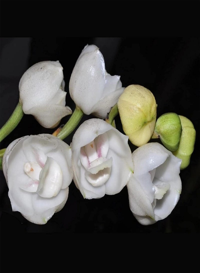 جي جوت بذور نباتات الزهور الخضراء للحديقة - كيس واحد من البذور، معدل بقاء مرتفع، نمو سريع، بذور صغيرة عالية الغلة من نبات بيريستيريا إلاتا هوك للحديقة - بذور بيريستيريا إلاتا هوك - Image 4