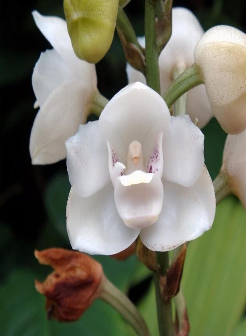 جي جوت بذور نباتات الزهور الخضراء للحديقة - كيس واحد من البذور، معدل بقاء مرتفع، نمو سريع، بذور صغيرة عالية الغلة من نبات بيريستيريا إلاتا هوك للحديقة - بذور بيريستيريا إلاتا هوك - Image 1