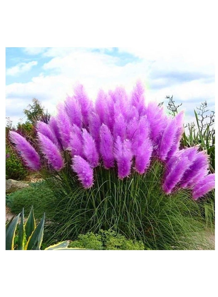 100 PCS Pampas Grass Seeds for Planting Cortaderia Selloana Seeds Heirloom Ornamental Plants Decor Garden Tall Feathery Blooms Purple - Image 1