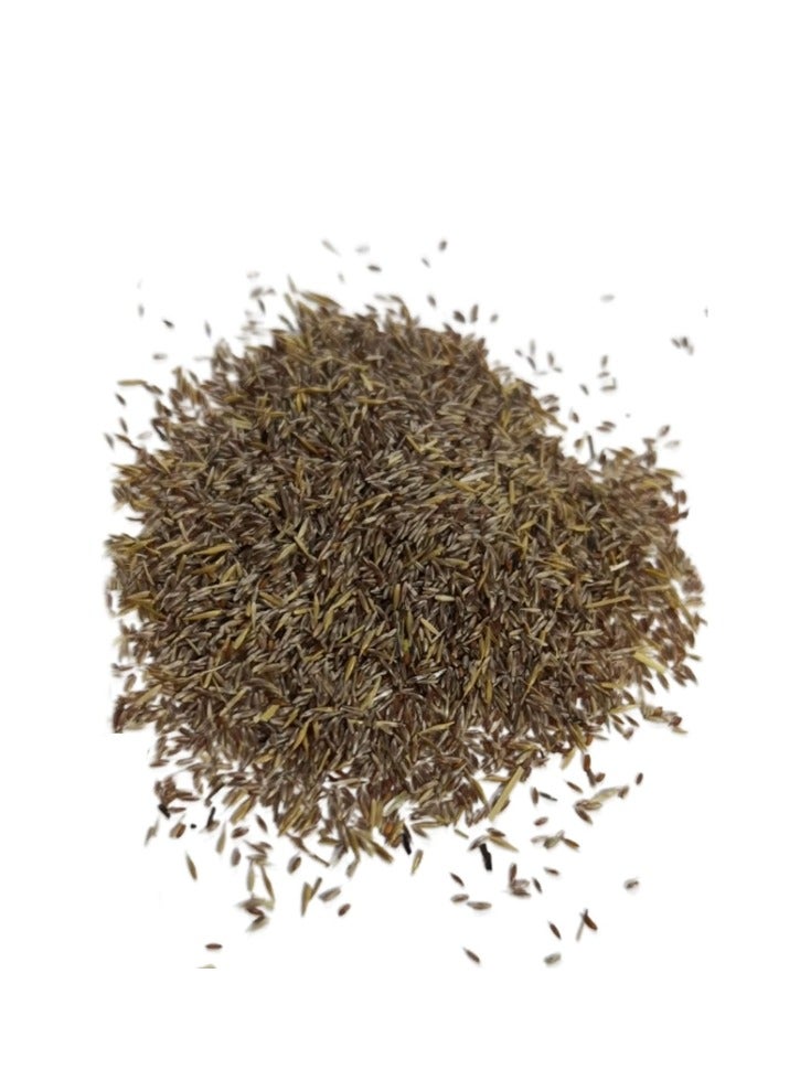 100 PCS Pampas Grass Seeds for Planting Cortaderia Selloana Seeds Heirloom Ornamental Plants Decor Garden Tall Feathery Blooms Purple - Image 2