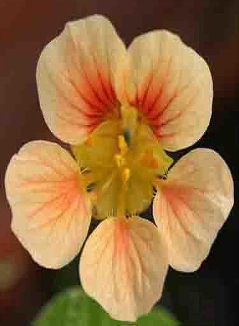 جي جوت 50 قطعة من بذور الكبوسين، زهور مقطوعة زينة معمرة رائعة، قدرة قوية على التكيف، سريعة النمو، مناسبة للزراعة في الحديقة أو الشرفة - Image 2