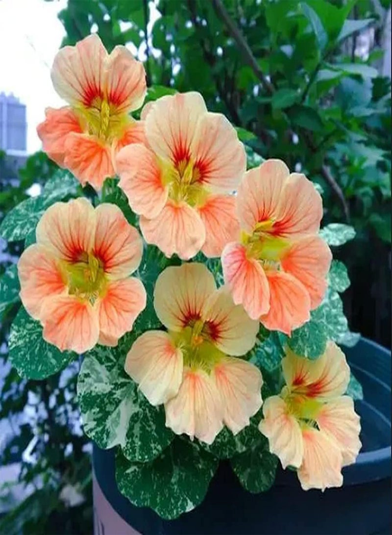 جي جوت 50 قطعة من بذور الكبوسين، زهور مقطوعة زينة معمرة رائعة، قدرة قوية على التكيف، سريعة النمو، مناسبة للزراعة في الحديقة أو الشرفة - Image 1