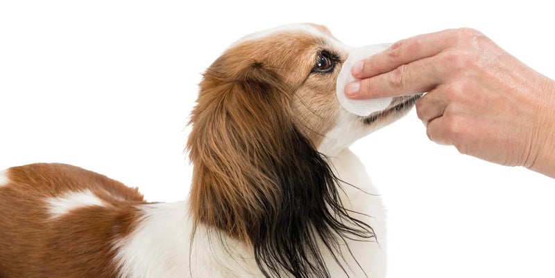 Trixie Eye-Care Single-Use Pads for Dogs, Cats and Small Animals Cleans Dust, Dirt and Other Contaminants - Image 2