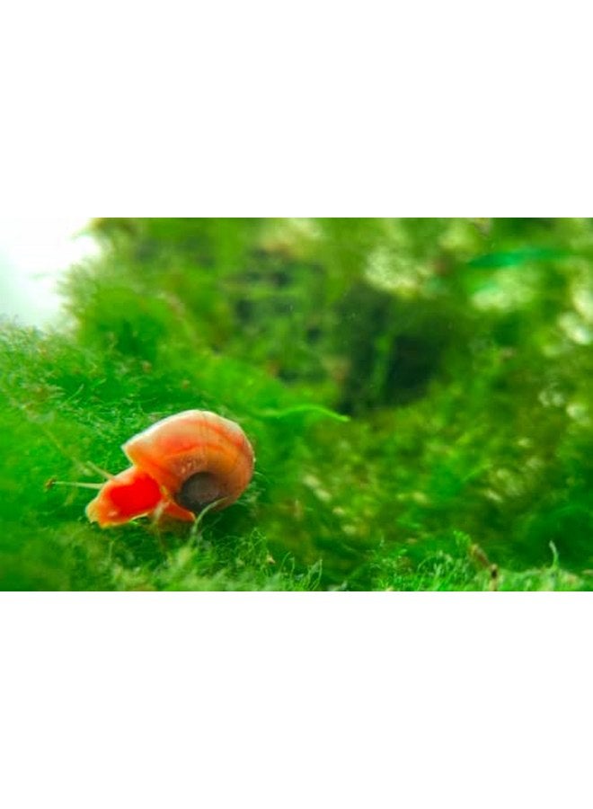 Ramshorn Snails - Pink - Leopard - Gold - Mixed Colors - Live 10+ for Freshwater Ponds/Aquariums - Bred and Raised by Bubbles Up Aquatics, pink, red, blue, gold, brown - Image 2