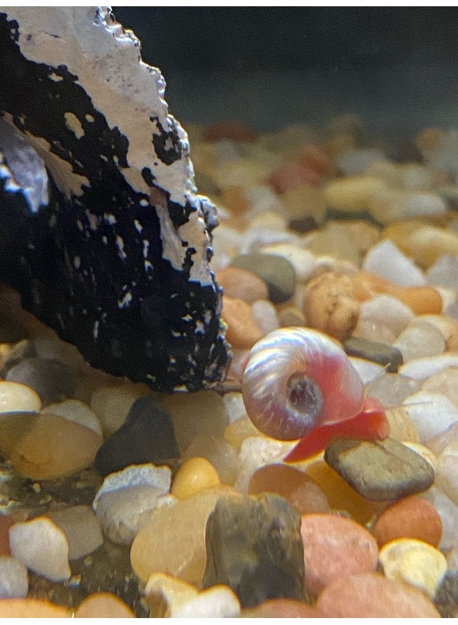 Ramshorn Snails - Pink - Leopard - Gold - Mixed Colors - Live 10+ for Freshwater Ponds/Aquariums - Bred and Raised by Bubbles Up Aquatics, pink, red, blue, gold, brown - Image 3