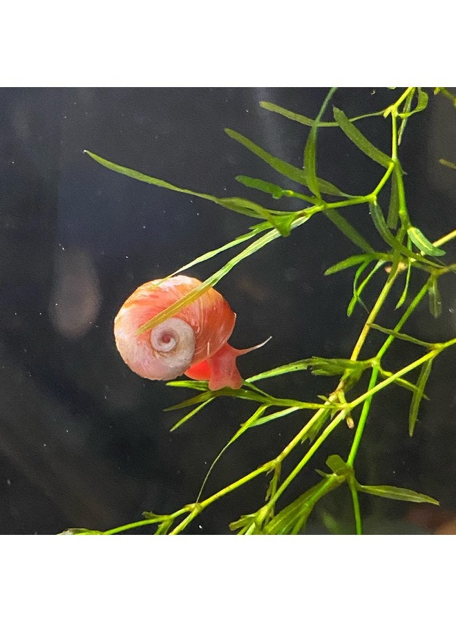 Ramshorn Snails - Pink - Leopard - Gold - Mixed Colors - Live 10+ for Freshwater Ponds/Aquariums - Bred and Raised by Bubbles Up Aquatics, pink, red, blue, gold, brown - Image 4