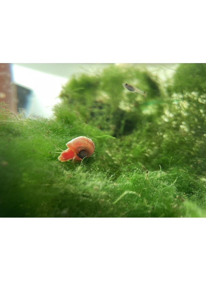 Ramshorn Snails - Pink - Leopard - Gold - Mixed Colors - Live 10+ for Freshwater Ponds/Aquariums - Bred and Raised by Bubbles Up Aquatics, pink, red, blue, gold, brown - Image 5