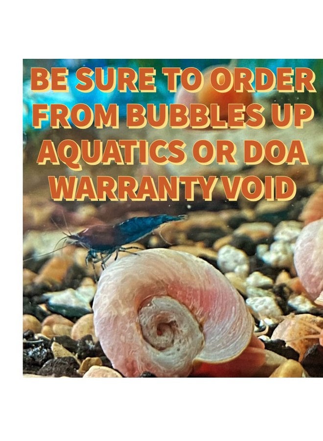 Ramshorn Snails - Pink - Leopard - Gold - Mixed Colors - Live 10+ for Freshwater Ponds/Aquariums - Bred and Raised by Bubbles Up Aquatics, pink, red, blue, gold, brown - Image 1