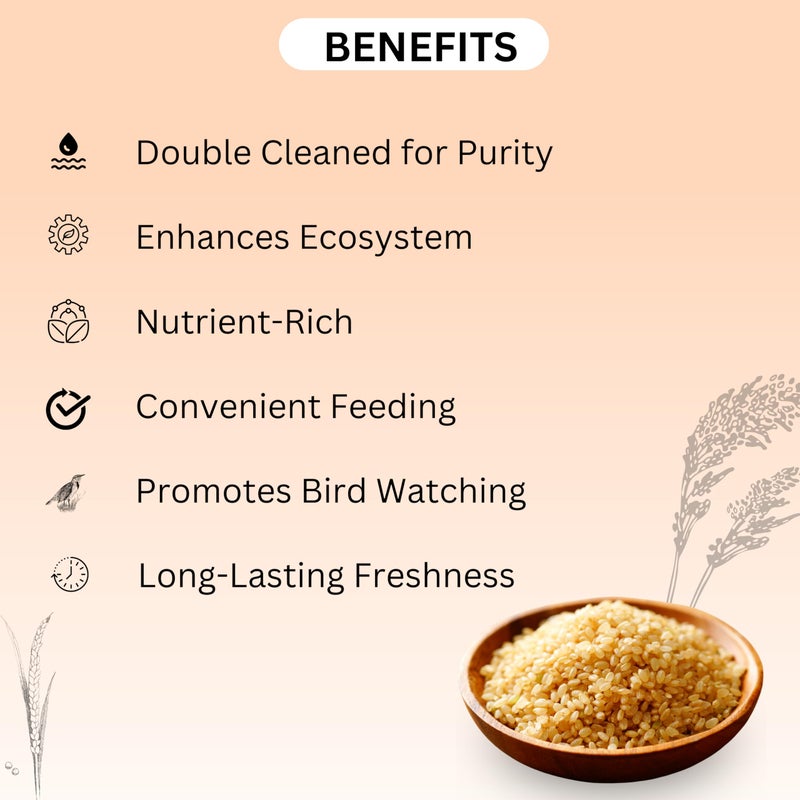 MASHKI Thinai Kangni Seed Double Cleaned Korra, Rala, Thina, Kang, Kaon Seeds Foxtail Millet koni dhaan, navane Nutrition Bird Food for All Birds (3),All Life Stages - Image 3