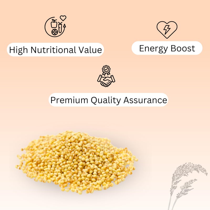 MASHKI Thinai Kangni Seed Double Cleaned Korra, Rala, Thina, Kang, Kaon Seeds Foxtail Millet koni dhaan, navane Nutrition Bird Food for All Birds (3),All Life Stages - Image 2