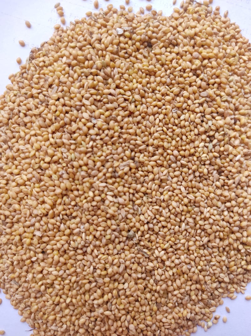 MASHKI Thinai Kangni Seed Double Cleaned Korra, Rala, Thina, Kang, Kaon Seeds Foxtail Millet koni dhaan, navane Nutrition Bird Food for All Birds (3),All Life Stages - Image 4