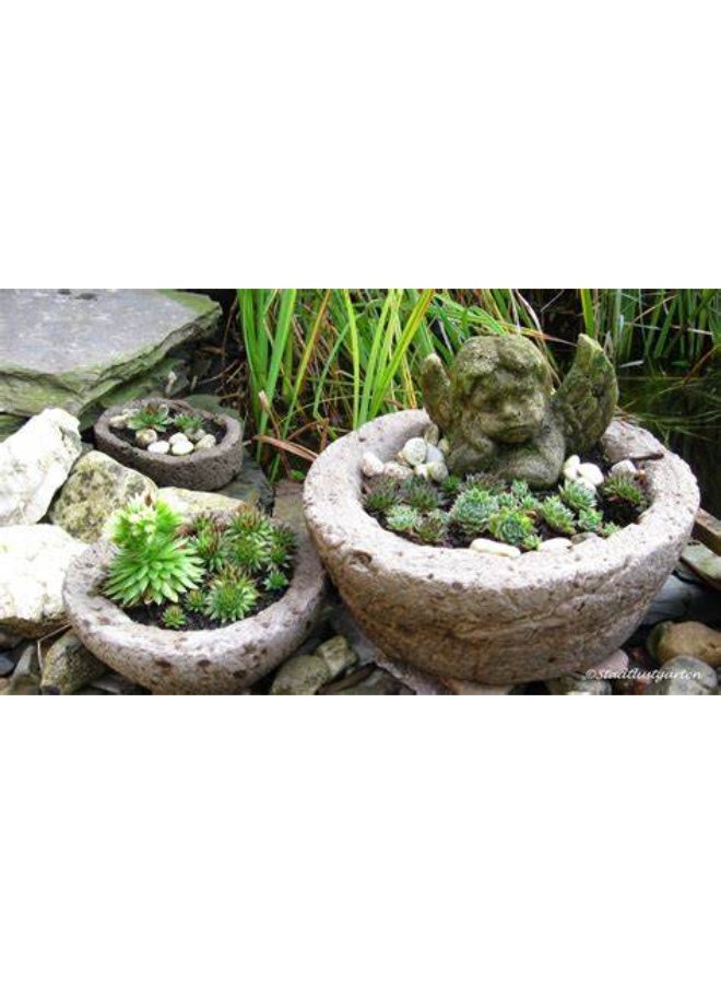 Hassan Premium White Portland Cement - Ideal for DIY Creations and Durable Wall Repairs - Image 5