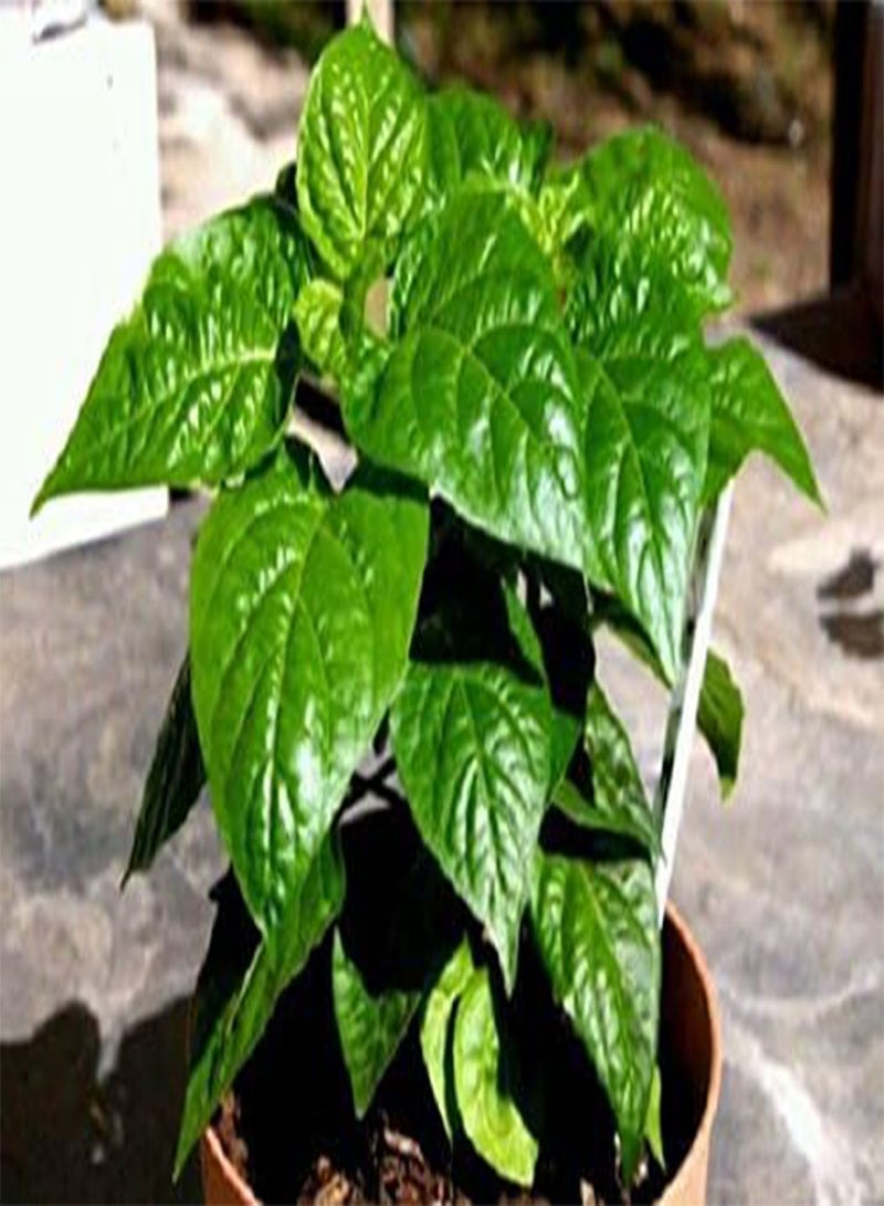 GGOOT Live Plant- Authentic Jamaican Scotch Bonnet  (3 Plants) - Image 1